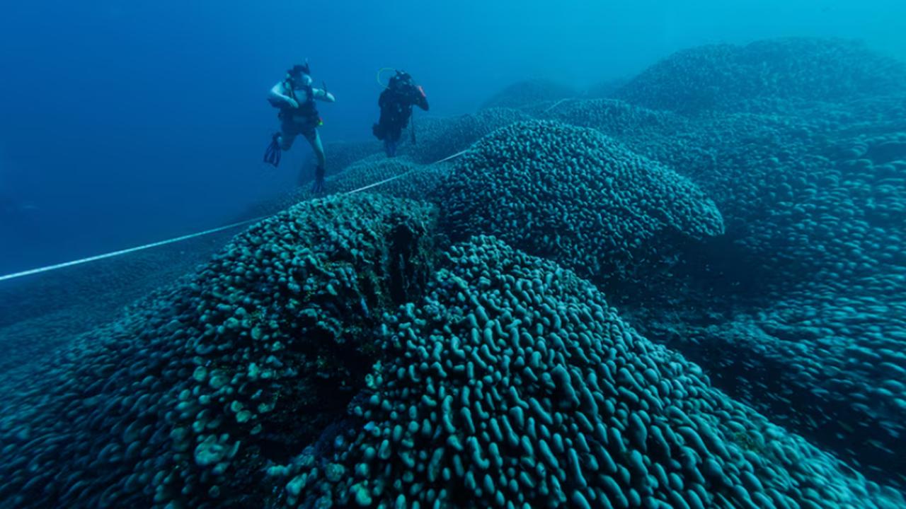 Pasifik Derinliklerinde Şok: Dünya Kabuk Parçalanıyor!
