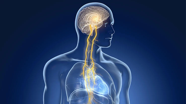 Vagus Siniri: Ne işe yarar & Nasıl rahatlatılır?