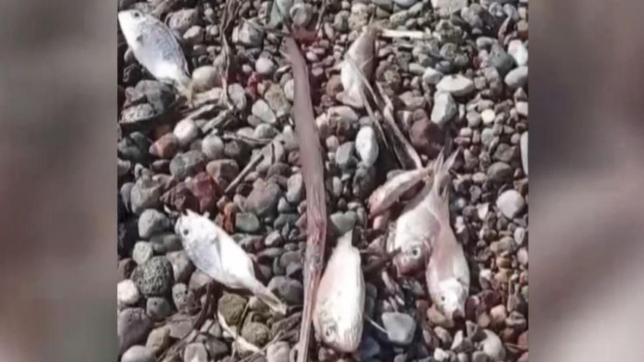 Muğla Datça’da Korkutan Görüntü: Ölü Balıklar Kıyıya Vurdu