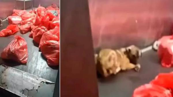 Ankara’da Barınak İddiası İnfial Yarattı