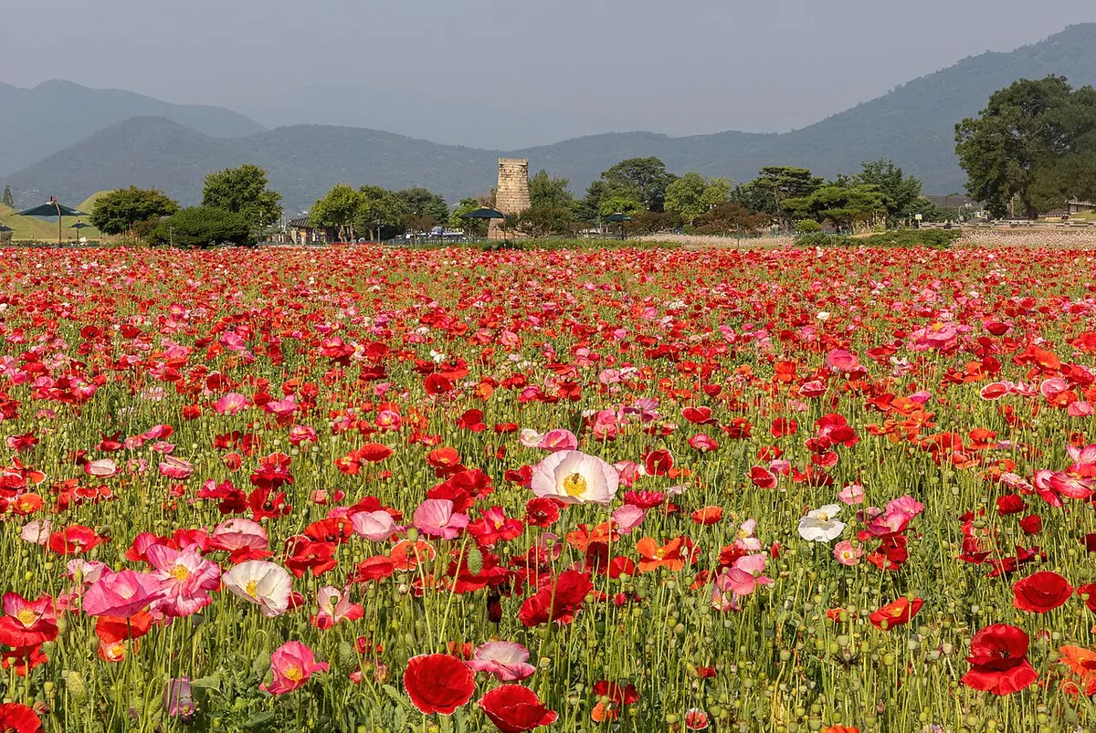 Large field of Iceland poppies (Papaver nudicaule) in the flower garden near Cheomseongdae Observatory, with honey bees absorbing pollen, in Gyeongju Historic Site Wolseong District, South Korea. Focus stacked image from 4 frames.