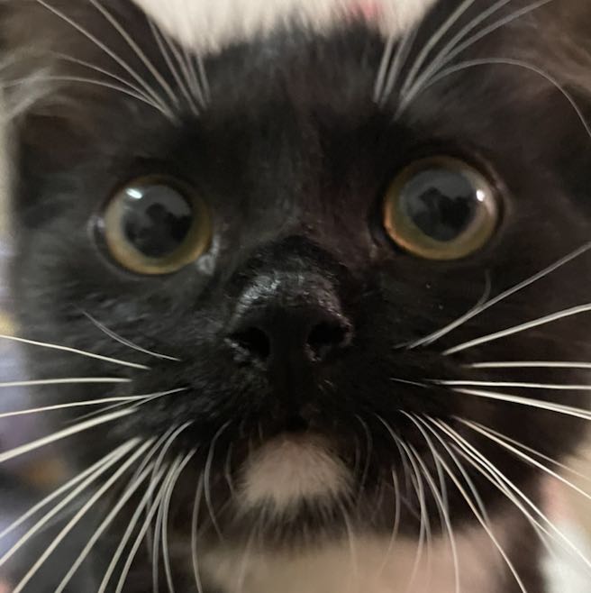nini