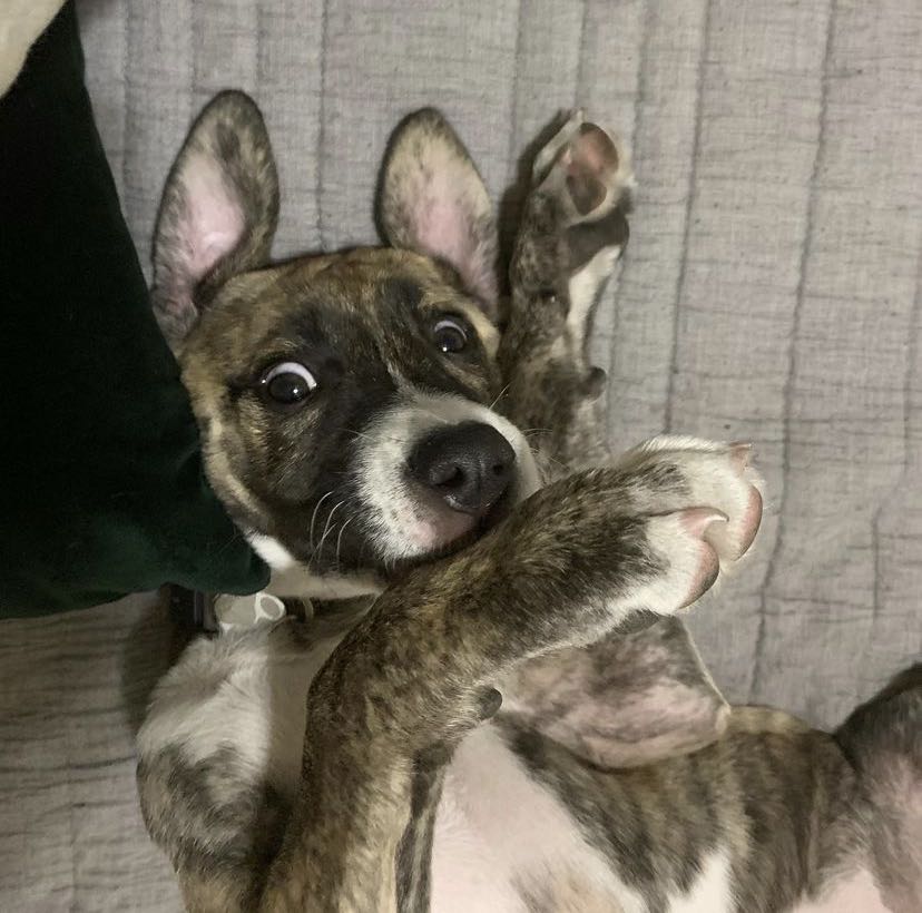 dani