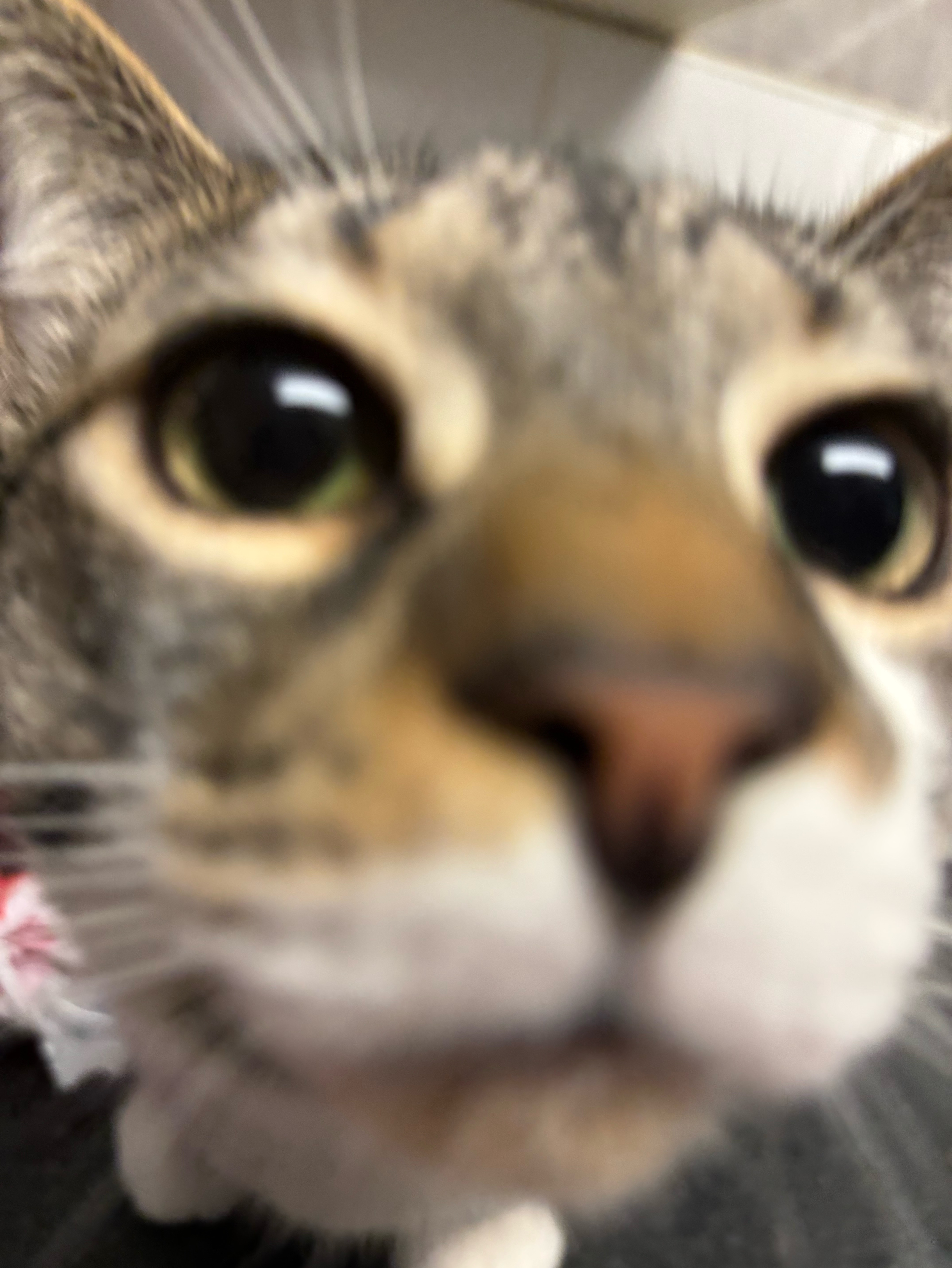 meow