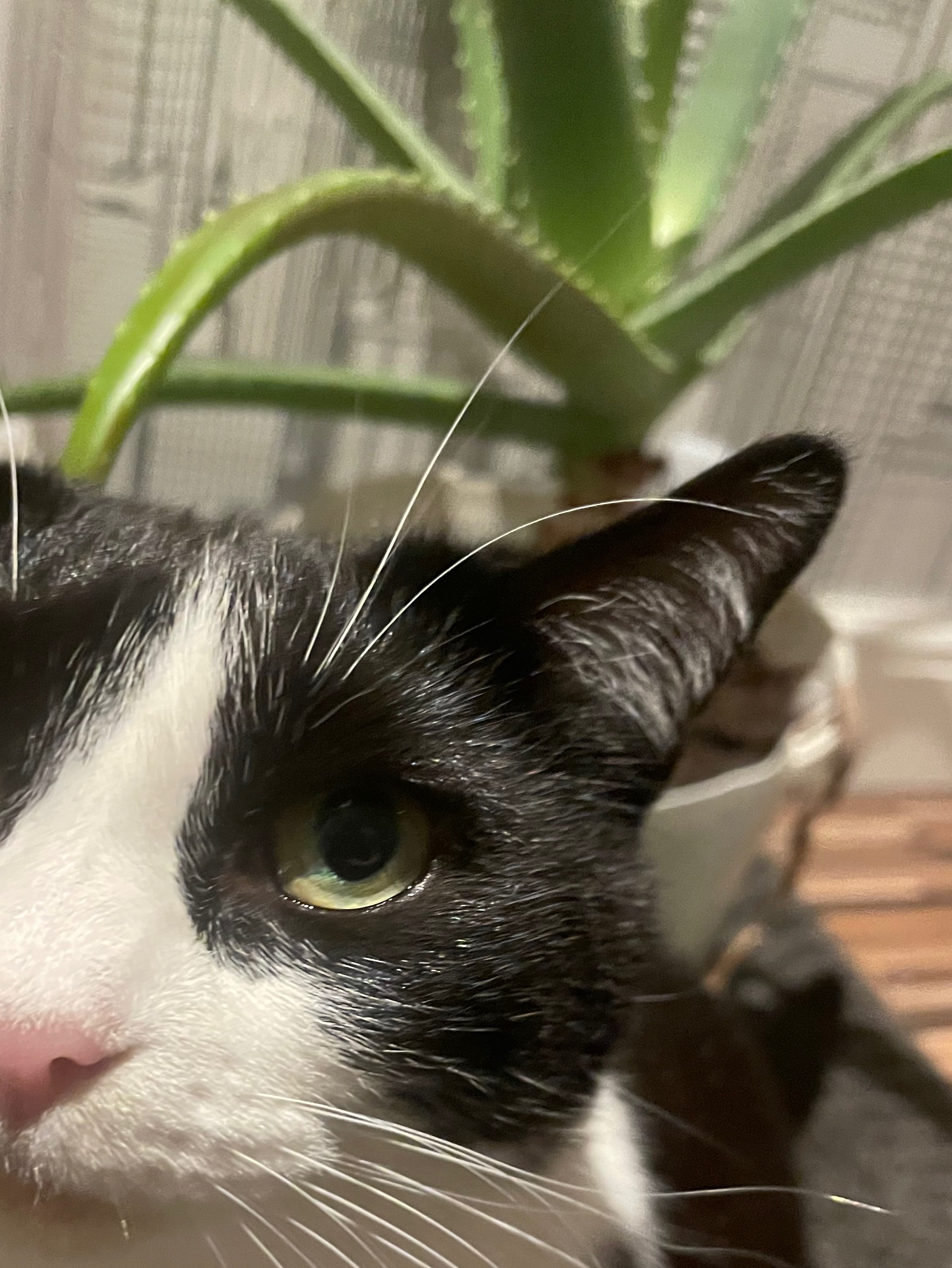 Lily