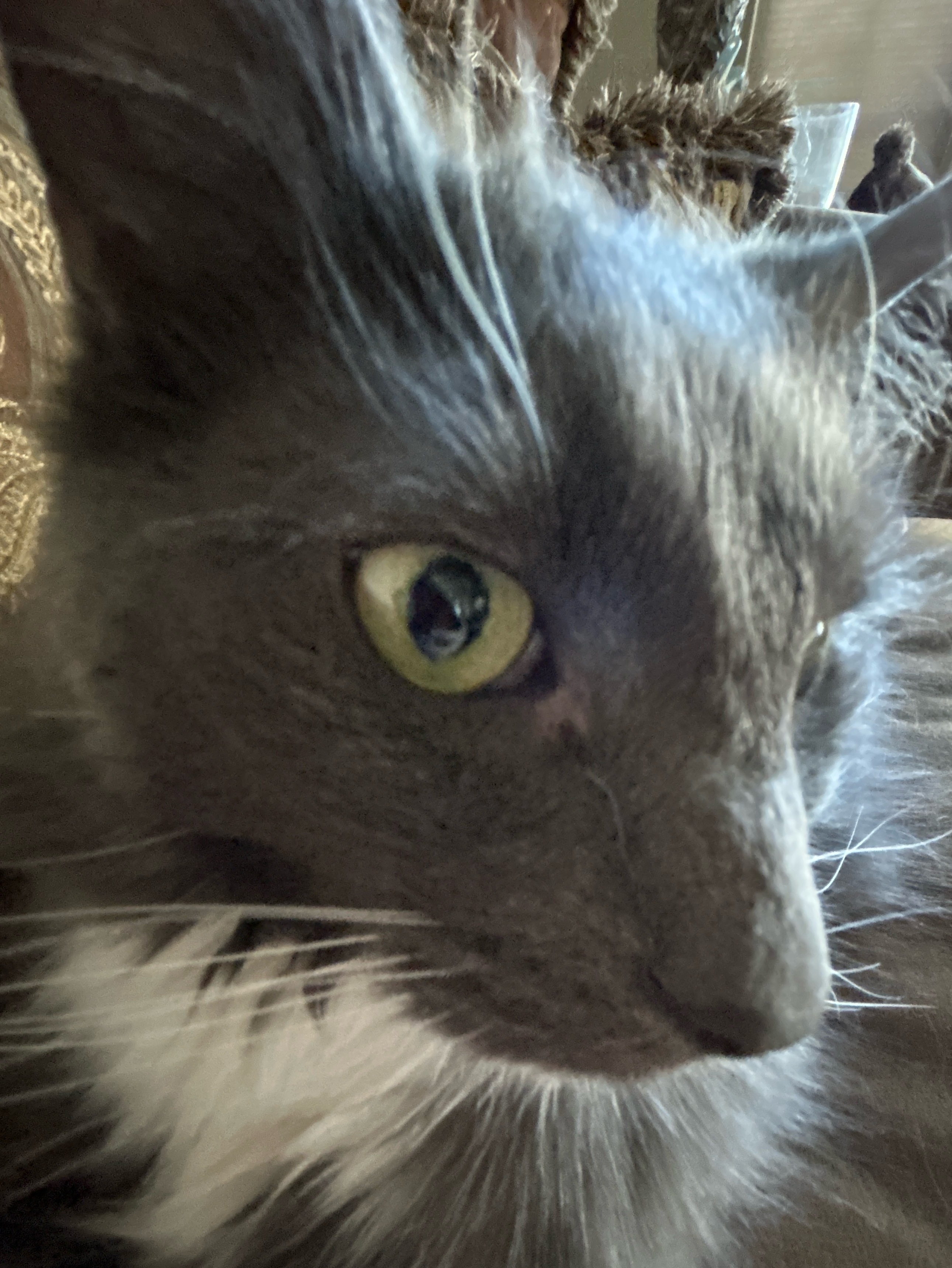arlo
