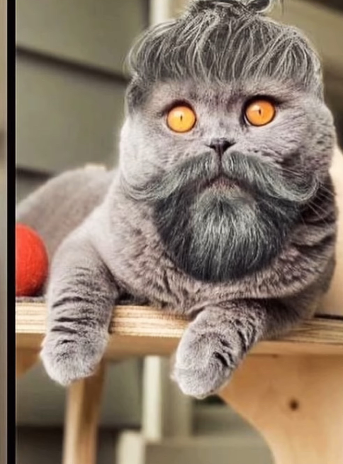 pubert