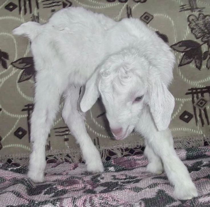 cara