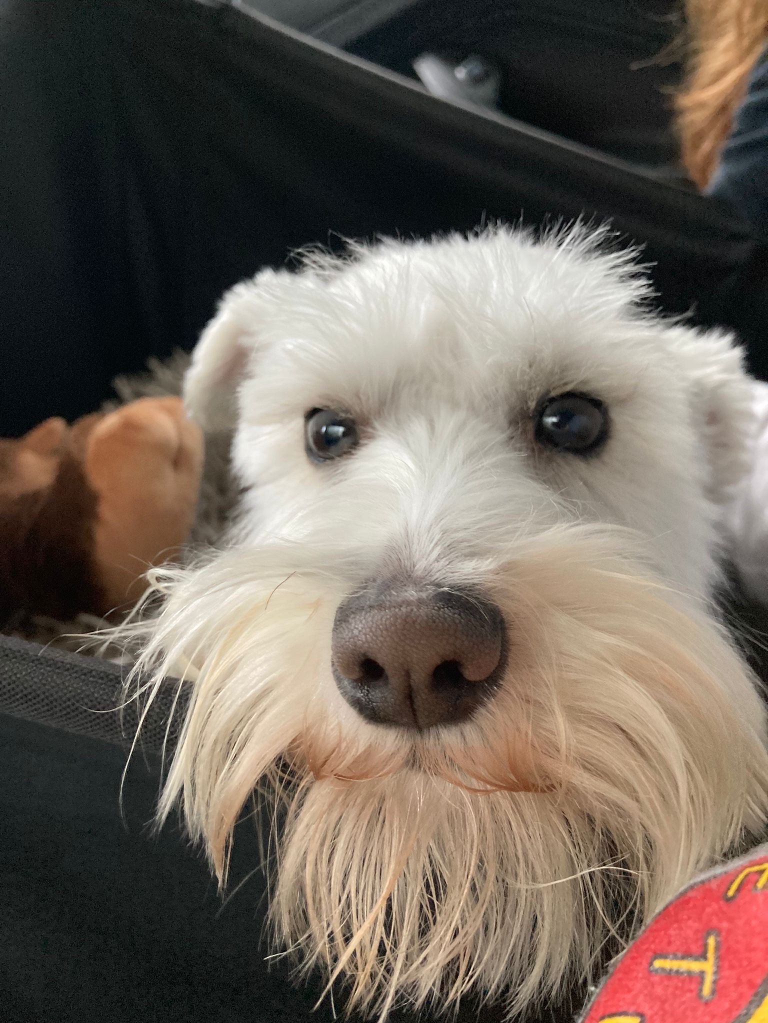 phoebe!