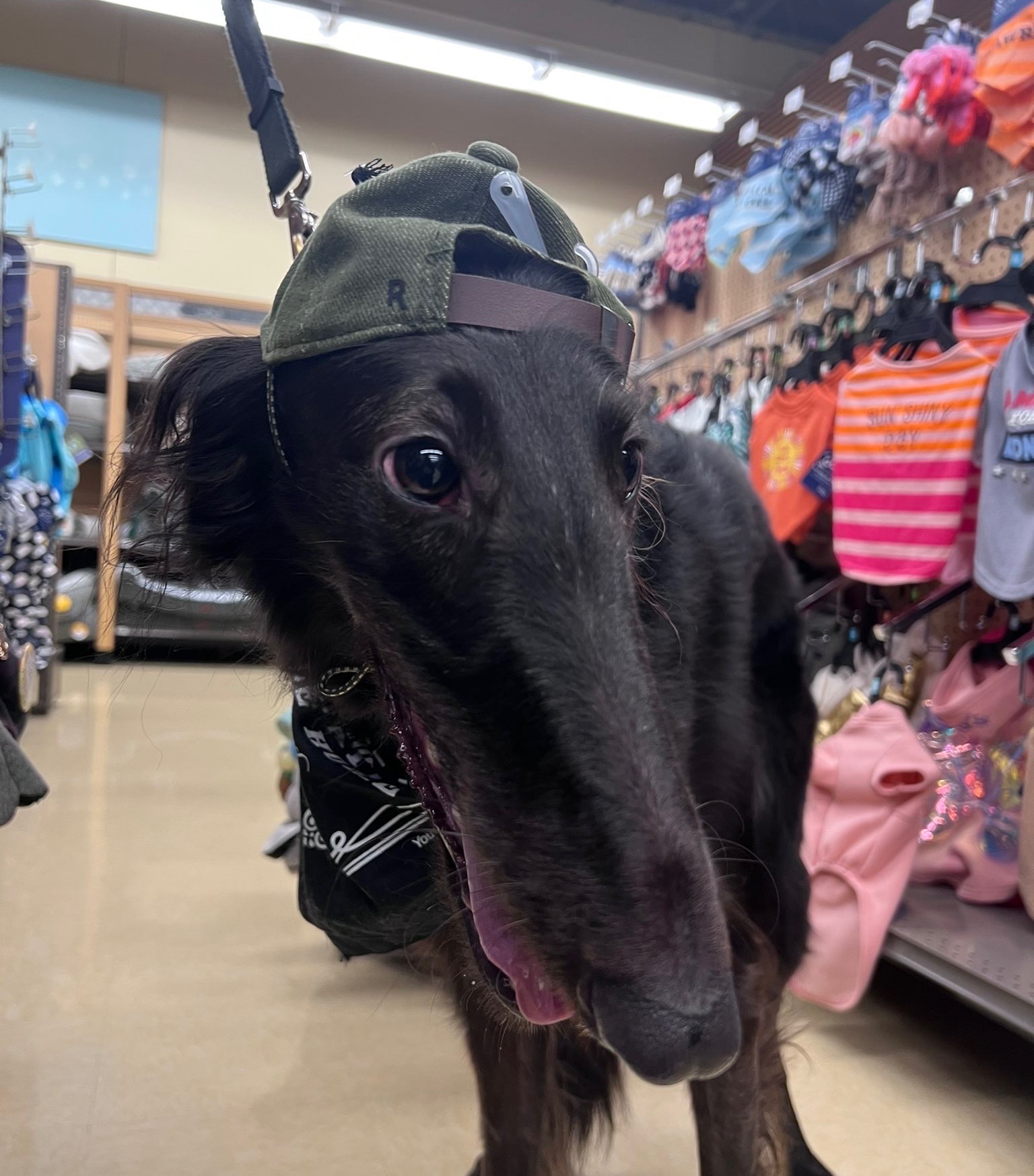 Dane