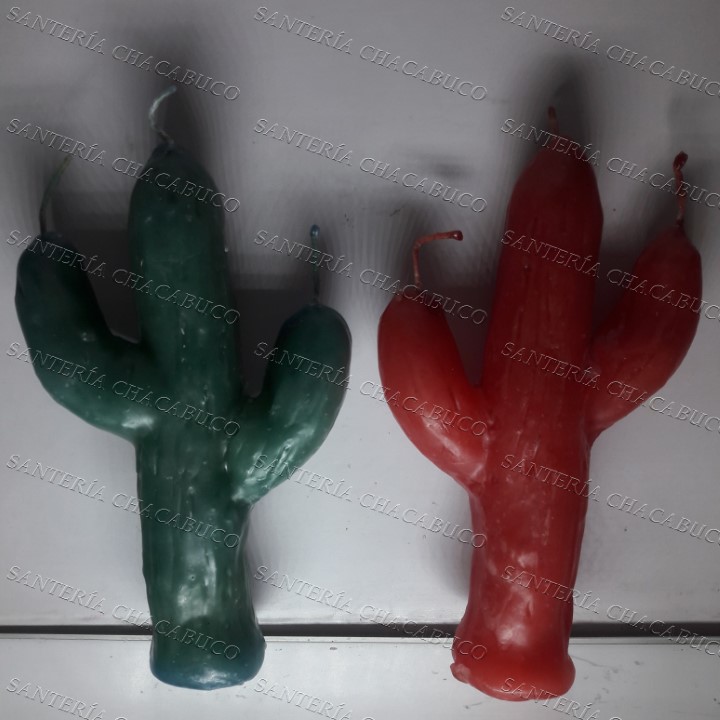 Cactus