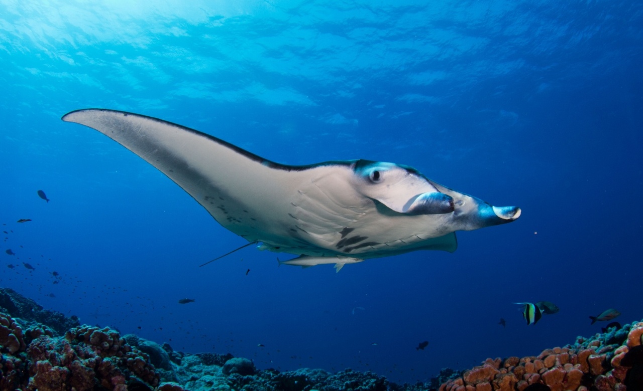 Lembongan Snorkeling Shared at Manta Point, Crystal Bay & Mangrove view 1