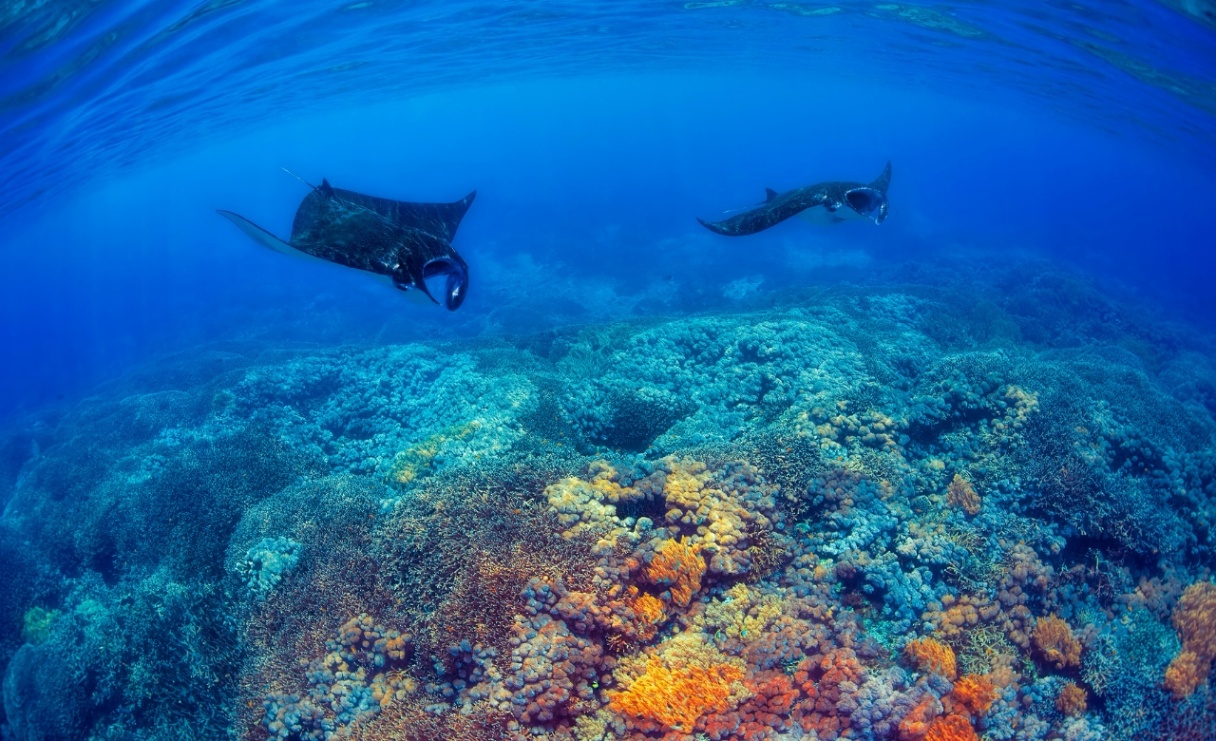 Lembongan Snorkeling Shared at Manta Point, Crystal Bay & Mangrove view 2
