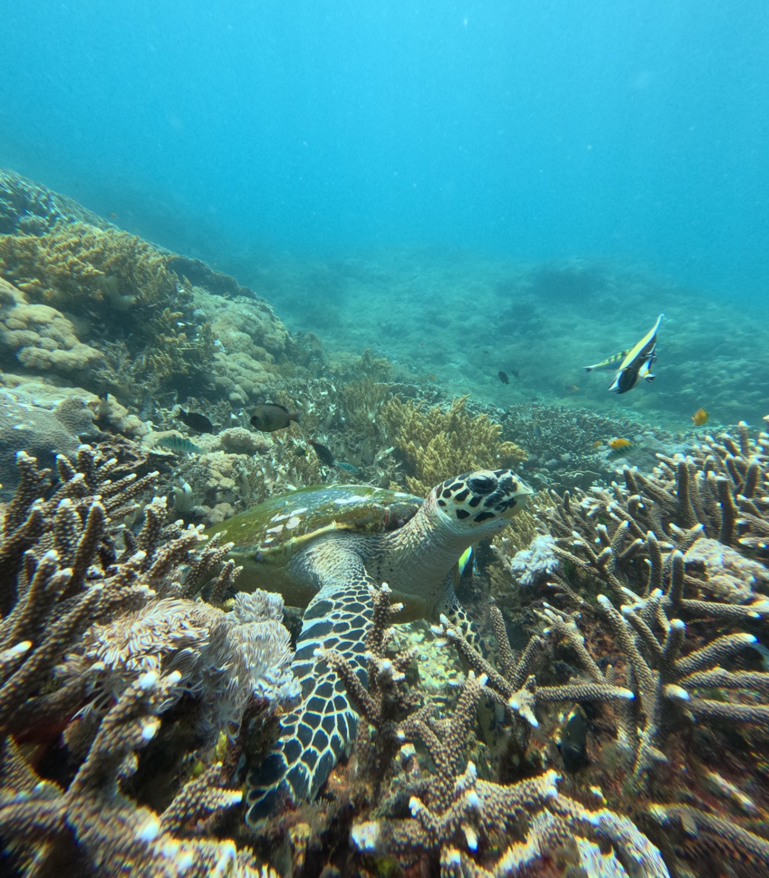 Lembongan Snorkeling Shared at Manta Point, Crystal Bay & Mangrove view 3