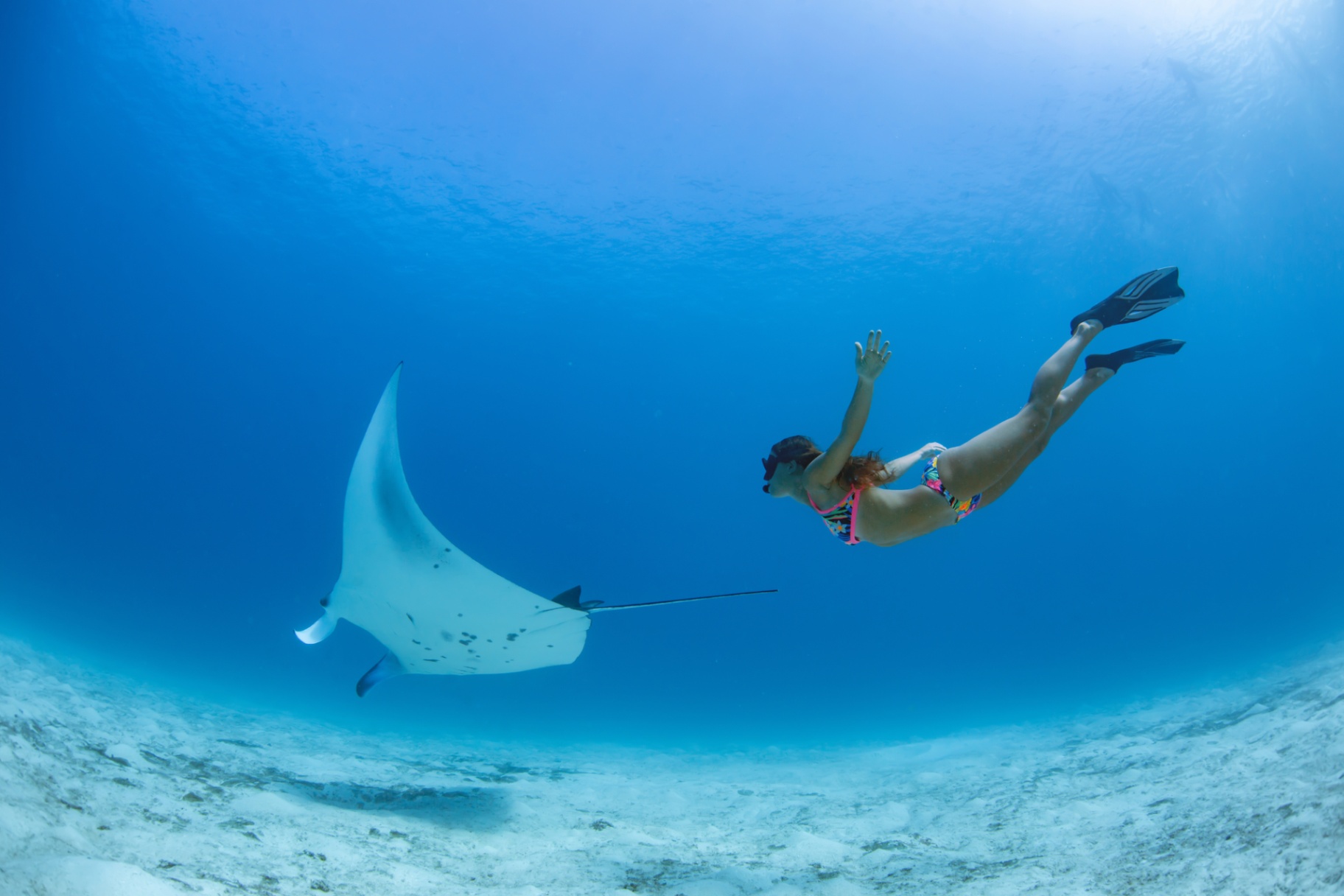 Lembongan Snorkeling Shared at Manta Point, Crystal Bay & Mangrove view 5