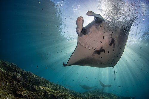 Lembongan Snorkeling Shared at Manta Point, Crystal Bay & Mangrove