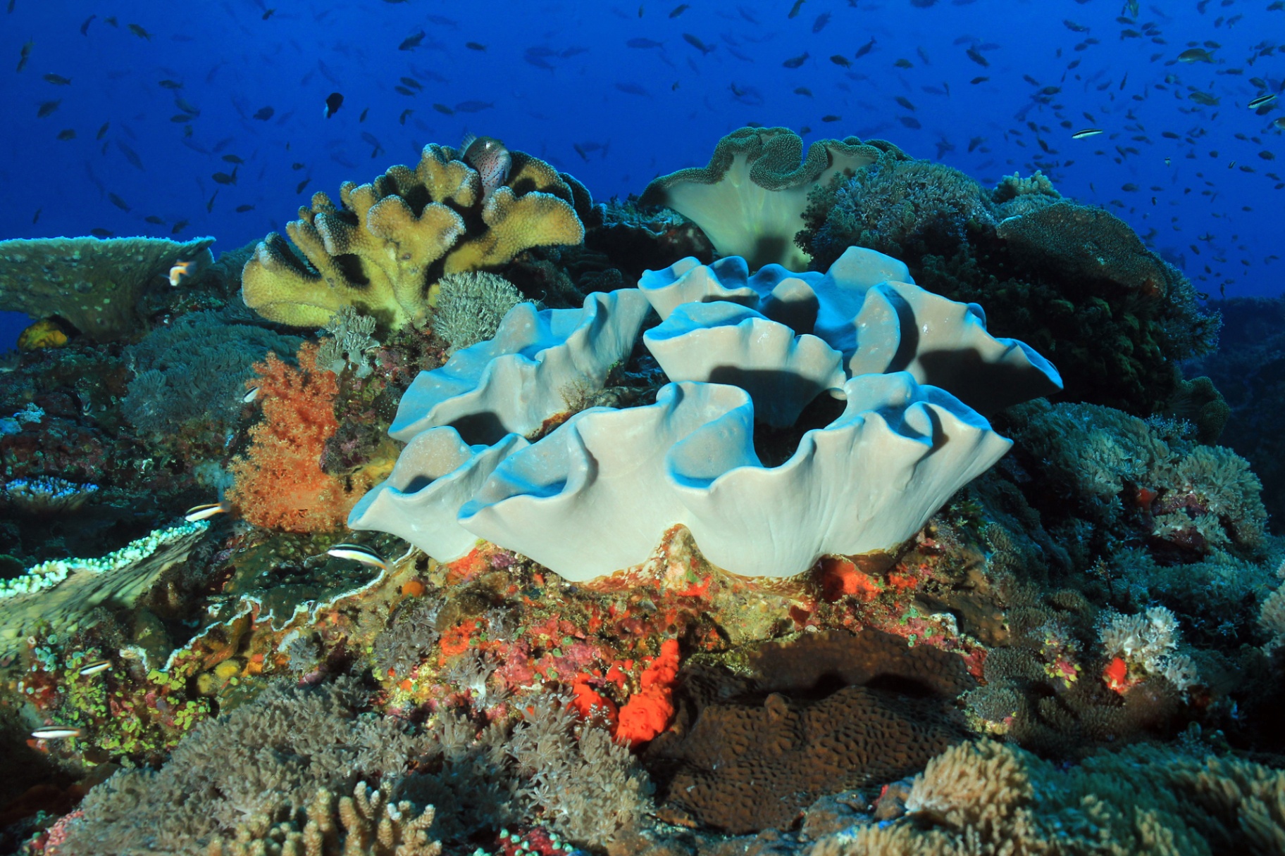 Nusa Penida Snorkeling Shared Trip at Manta Point, Gamat Bay, Wall Bay view 1