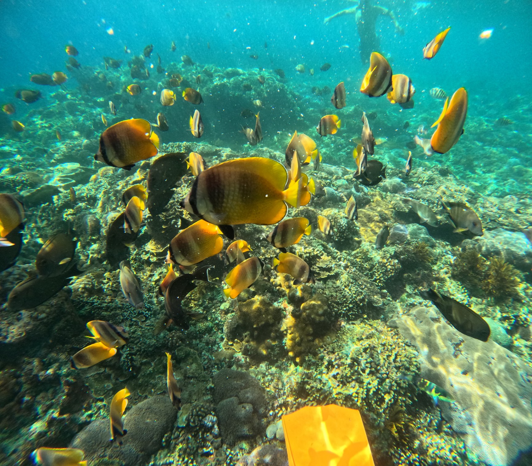 Nusa Penida Snorkeling Shared Trip at Manta Point, Gamat Bay, Wall Bay view 3