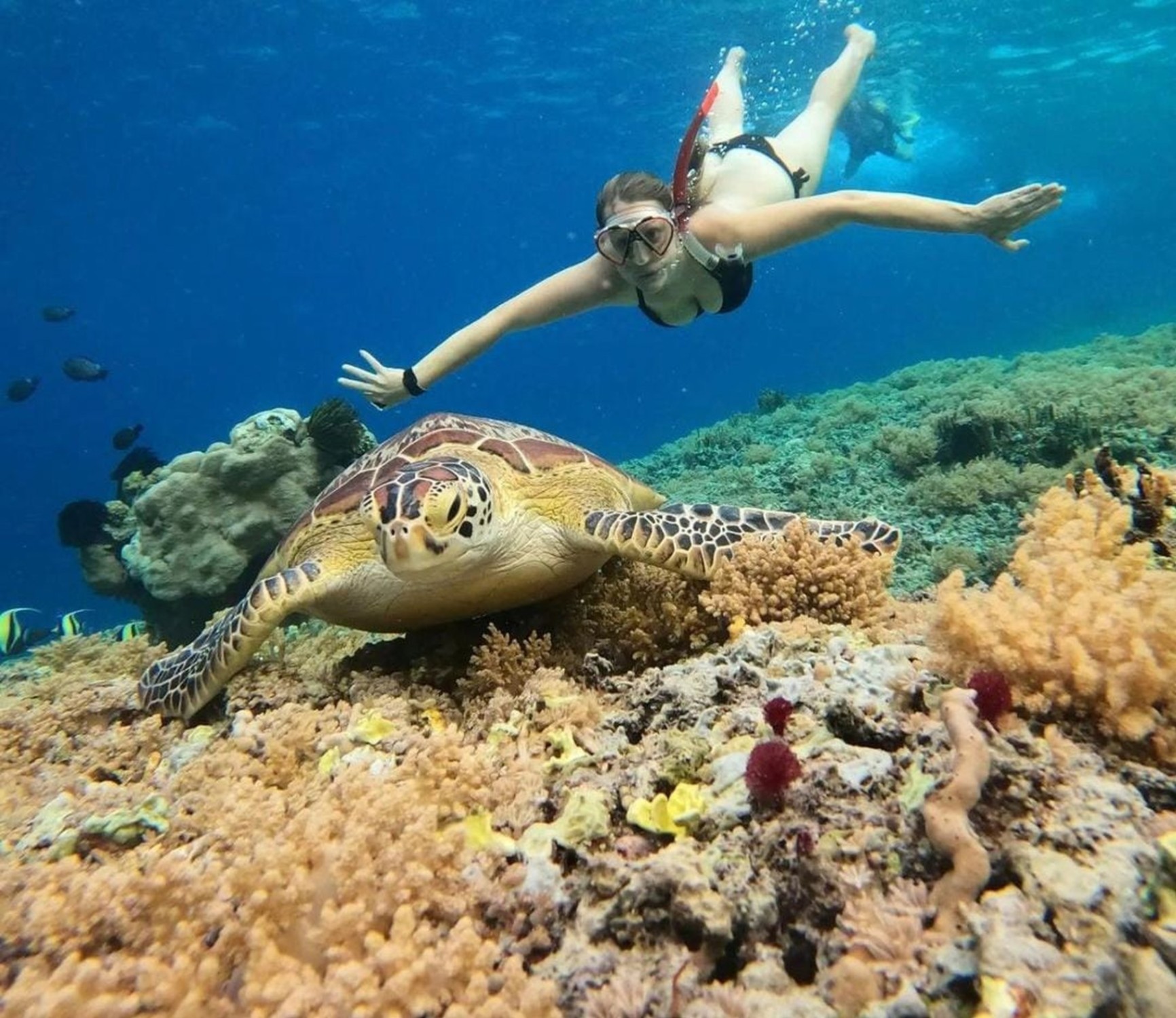 Lombok : Private Snorkeling at 4 Gili Spots with GoPro Camera view 4