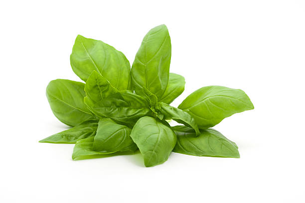Basilico