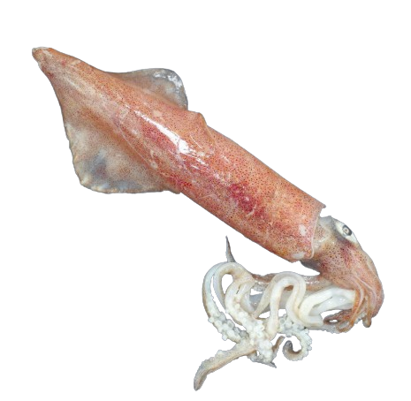 Calamari freschi