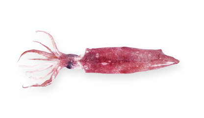 Calamari
