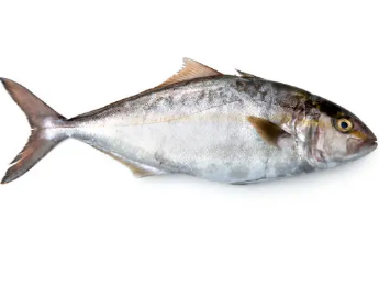Filetto di ricciola