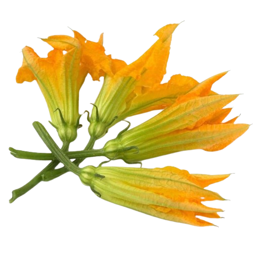 Fiori di zucca 