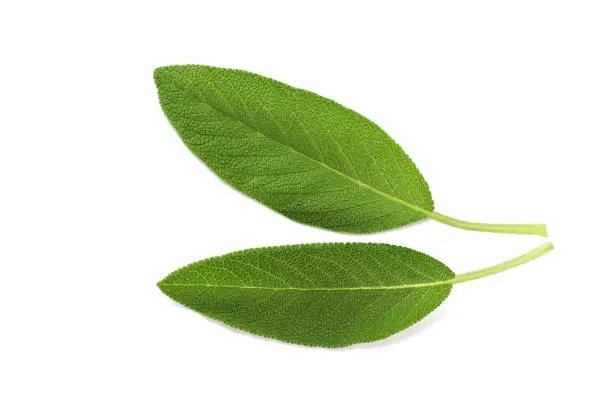 Foglie di salvia