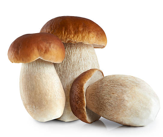 Funghi porcini