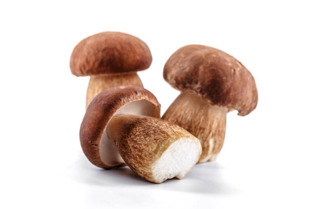 Funghi porcini freschi