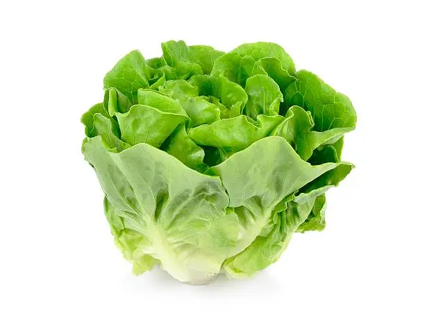 Lattuga