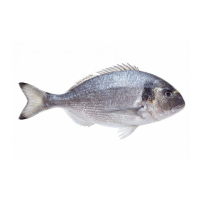 Orata