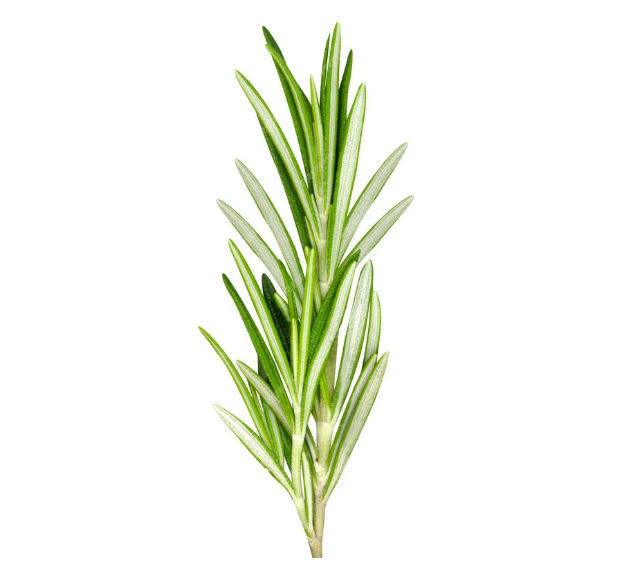 Rosmarino 