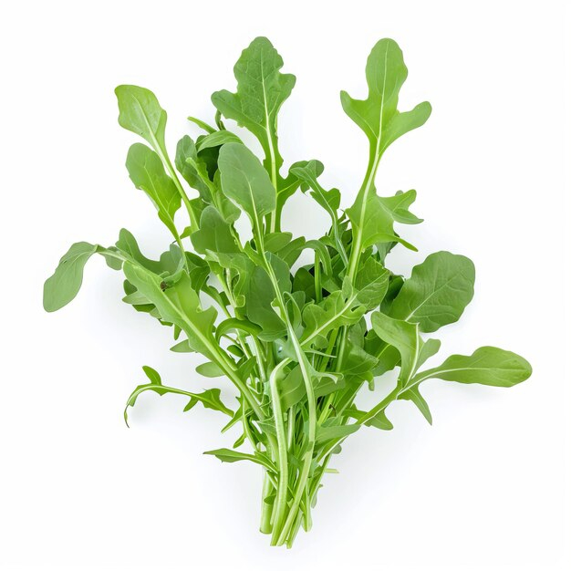 Rucola
