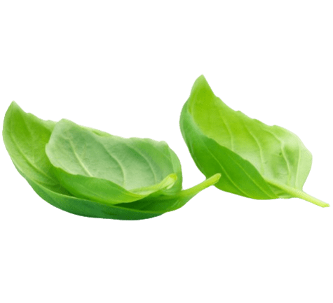 Basilico