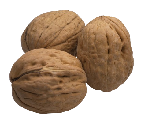 Noci