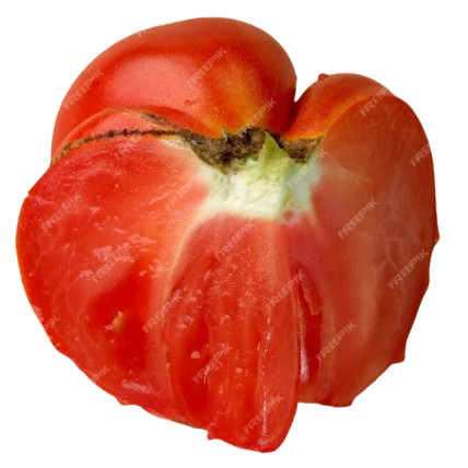 Pomodoro Cuore di Bue