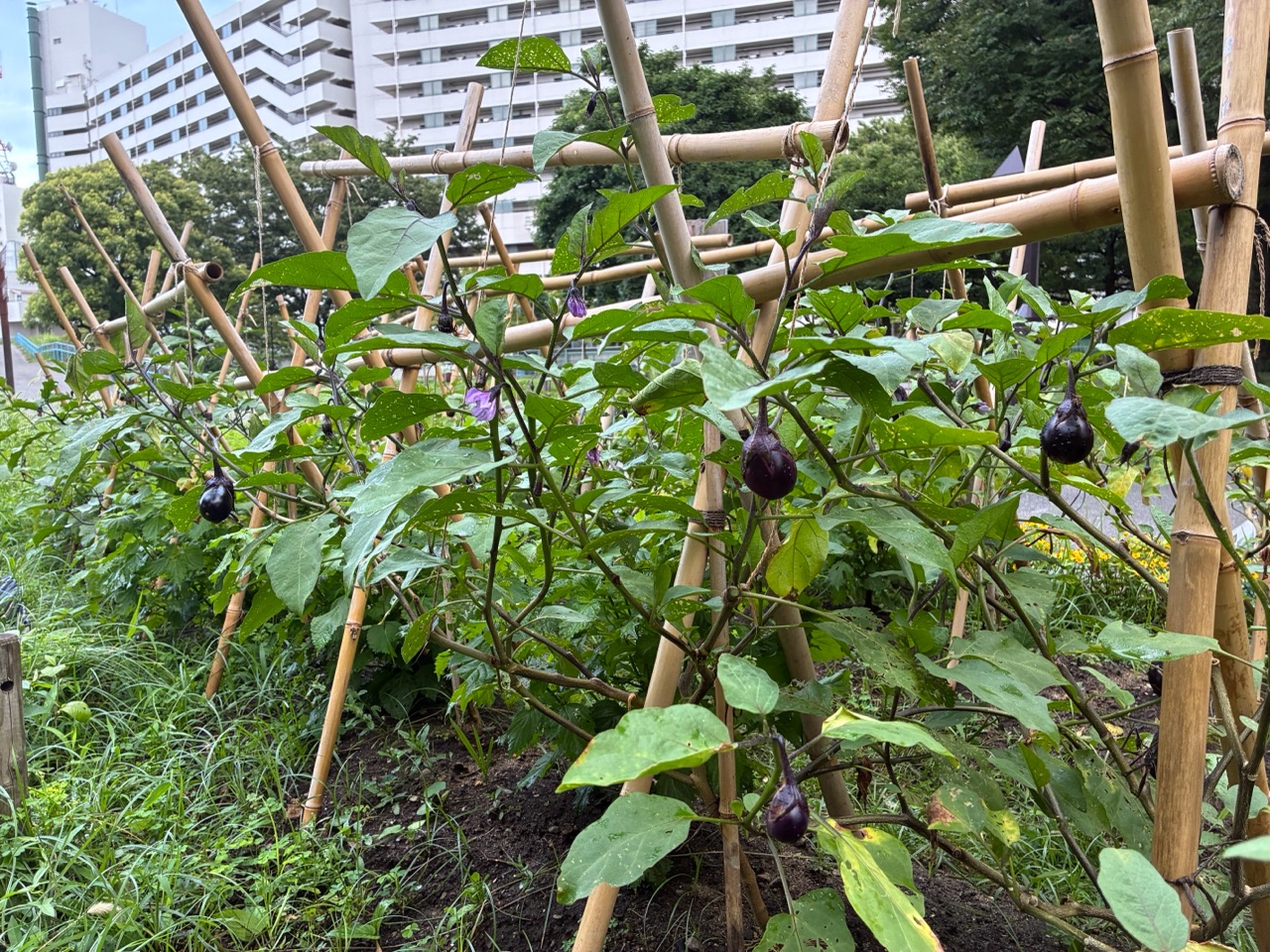 掲示板画像