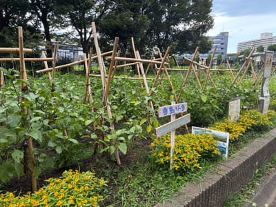 【東白鬚公園】8/15水やり報告のサムネイル画像