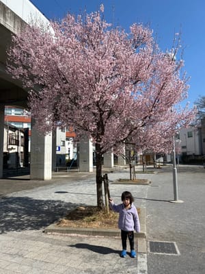 Cherry blossom photo at スカイツリー前