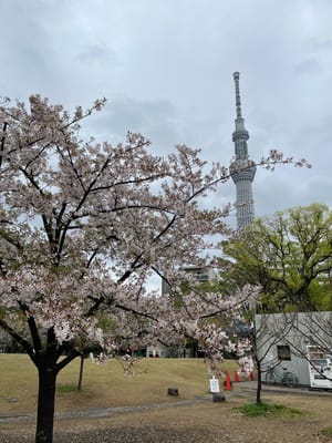 Cherry blossom photo at 隅田公園