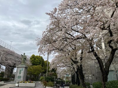 Cherry blossom photo at 隅田川沿い