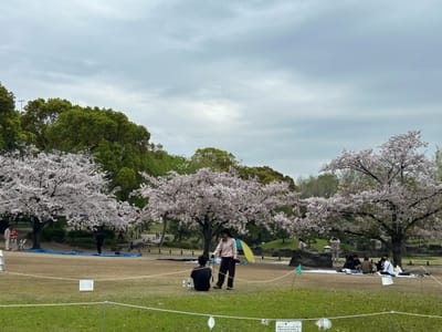 Cherry blossom photo at 隅田公園