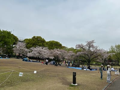 Cherry blossom photo at 隅田公園