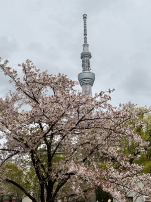 Cherry blossom photo at 隅田公園