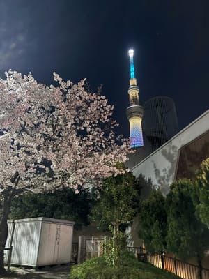 Cherry blossom photo at 隅田公園
