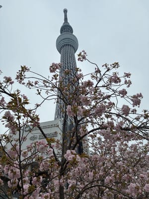 Cherry blossom photo at スカイツリー前