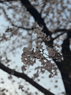 Cherry blossom photo at 隅田川沿い