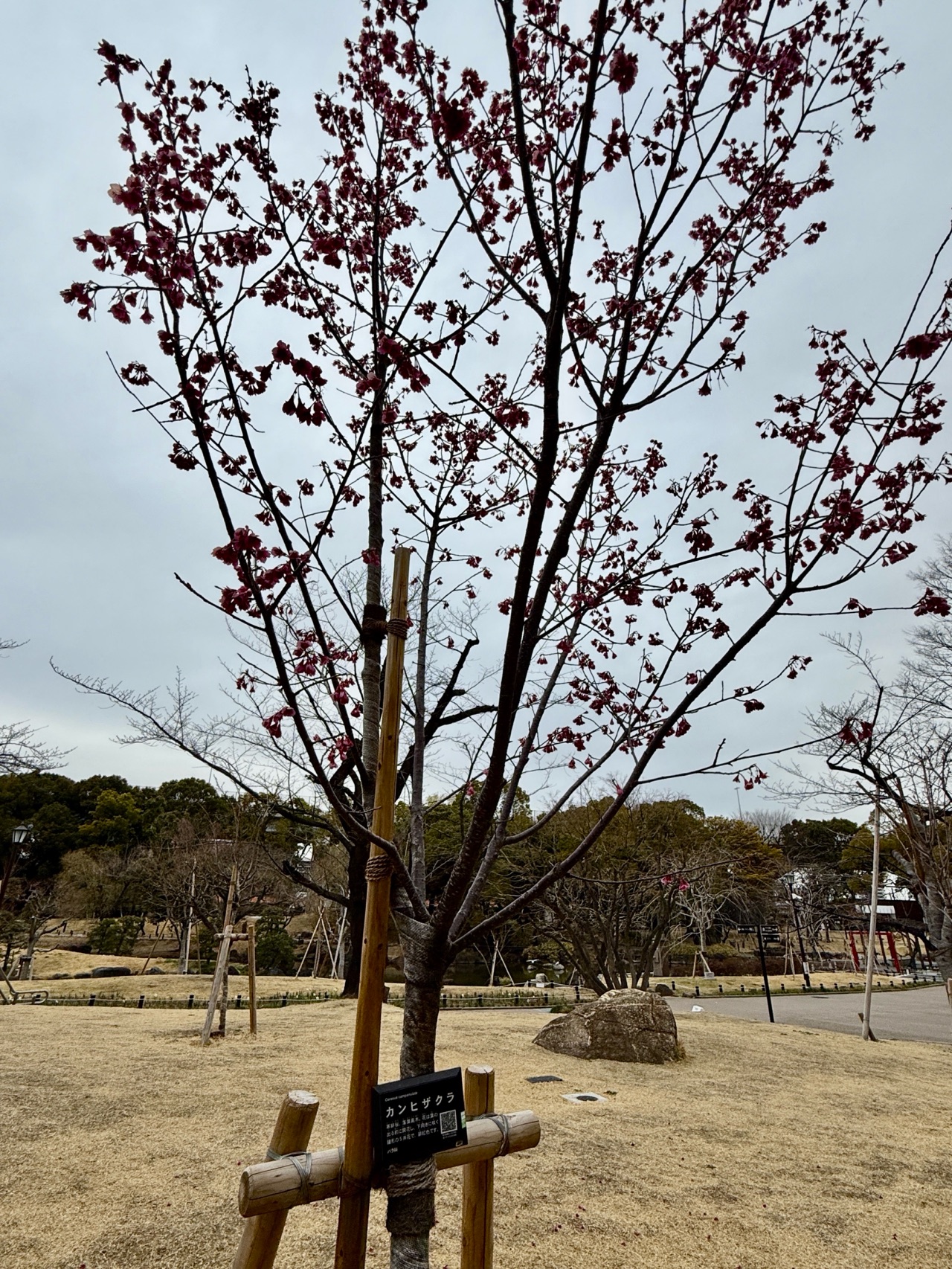 掲示板画像